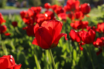 Obraz premium Flowering tulips in a spring garden