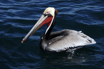 Brown Pelican close up