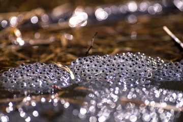 Eggs from the common frog during spring