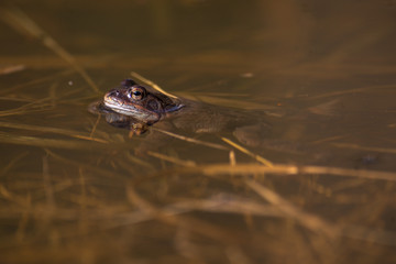 Common frog at breeding season during spring, head over water with reflections in warm afternoon light