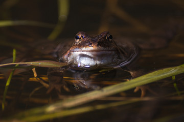 Common frog at breeding season during spring, head over water with reflections in warm afternoon light
