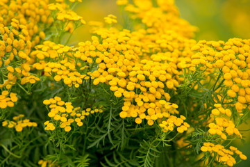 Tanacetum flowers
