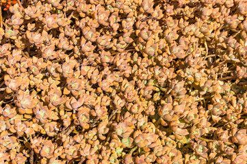 Cactus texture nature background