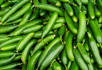 fresh cucumbers. food background