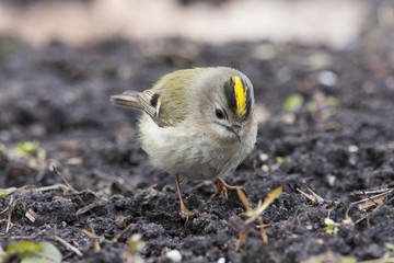 Goldcrest. Smallest bird in Europe, very funny, nice and cute with bright yellow hair, feeding on ground during spring migration.