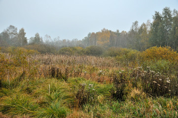 Moorlandschaft, Leipheimer Moos