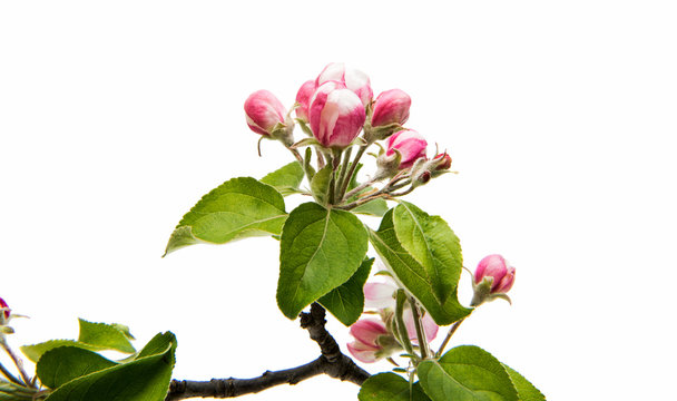 Flowers of an apple tree