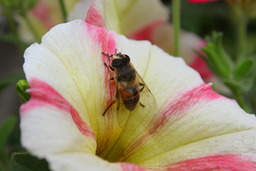 bee on a surfinia flower