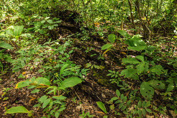 Forest Bioma Cerrado in Goias