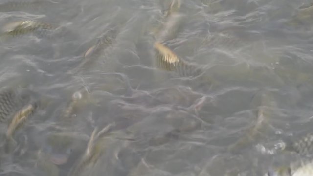  flock of fishes. Feeding fish