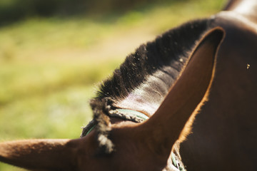 Donkey in the green meadow.