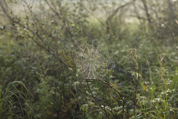 Close-up of spider web on plants