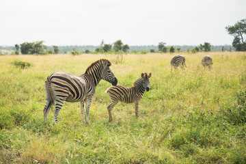 Fototapeta na wymiar Wilde Zebras im Krüger National Park in Südafrika