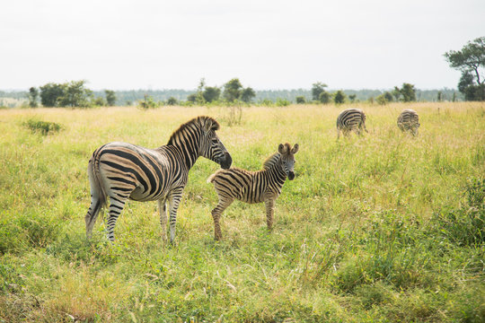 Wilde Zebras im Kr&uuml;ger National Park in S&uuml;dafrika