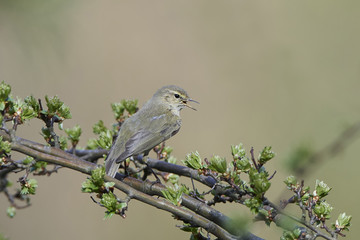 Common chiffchaff (Phylloscopus collybita)