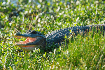 Young Alligator showing His Teeth