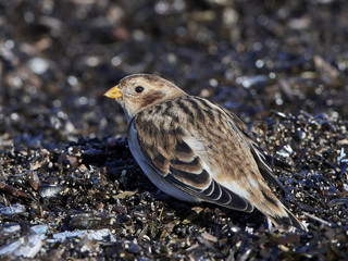 Snow bunting (Plectrophenax nivalis)