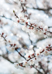 Spring apricots blossom