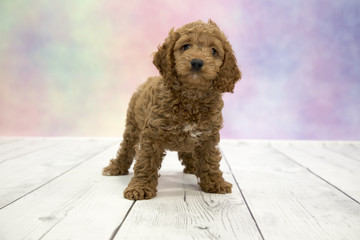 Cock-A-Poo with colorful springtime background 