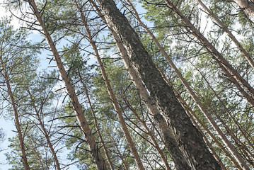 Pine forest