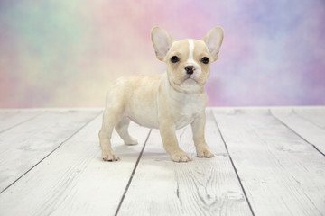 French Bulldog with colorful springtime background