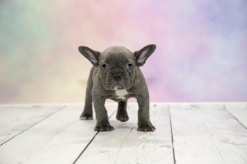 French Bulldog with colorful springtime background
