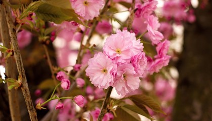 Pink sakura flowers in the park