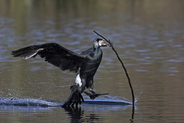Great cormorant (Phalacrocorax carbo)