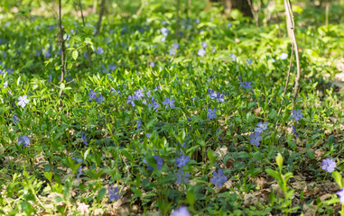 Vinca flowers growing