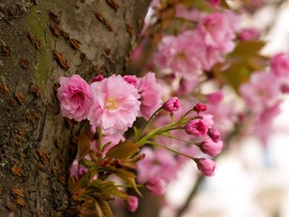 Pink sakura flowers in the park