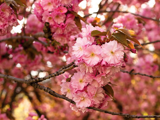 Pink sakura flowers in the park