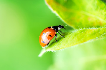 Ladybug on green leaf