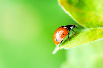 Ladybug on green leaf