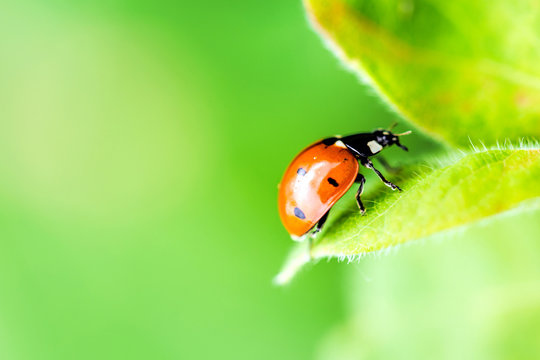 Ladybug on green leaf