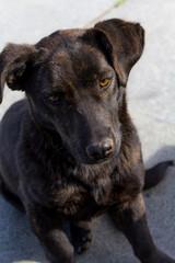sad black dog