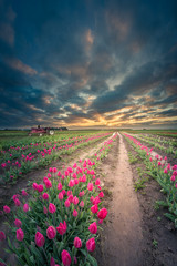 Endless tulip field