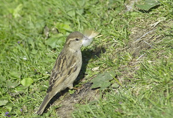 Young Sparrow on a dry stump holding in its beak a feather.