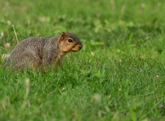 Squirrel on Grass