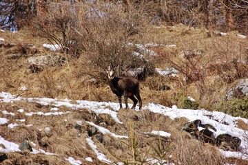 Chamois looking at me in Valnontey, Aosta Valley, Italy