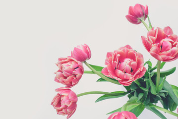 Tulpen Hintergrund