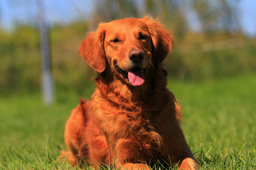 Golden retriever