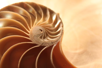 nautilus shell symmetry Fibonacci half cross section spiral golden ratio structure growth close up...