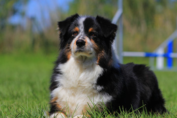 Australian shepherd