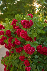 Bush of red roses/Beautiful red roses grow bush. Summer, Russia, Pskov region