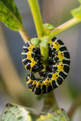 Caterpillar resting on a plant