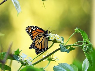 Motyl © ukasz