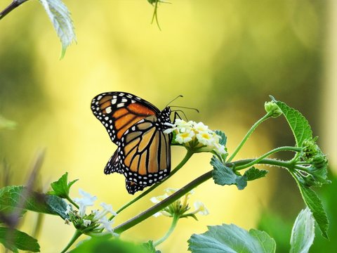 Motyl