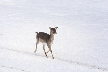 Fototapeta na wymiar Young red deer