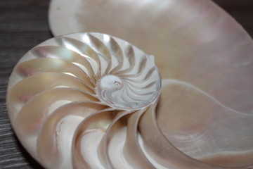 nautilus shell symmetry Fibonacci half cross section spiral golden ratio structure growth close up back lit mother of pearl close up ( pompilius nautilus ) stock, photo, photograph, image, picture,