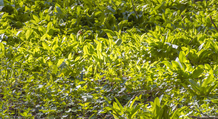 dense bear leek vegetation